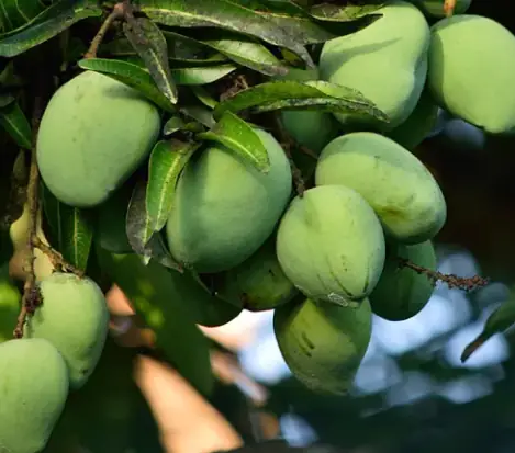African Mango Seed